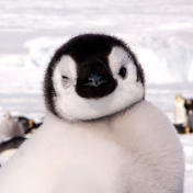 Пингвин Илюха